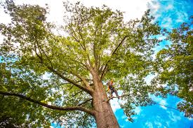 Trusted Cheswold, DE  Tree Services Experts